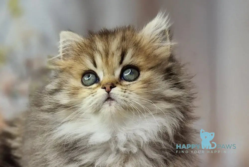 Xanti British Longhair female black spotted tabby live animals