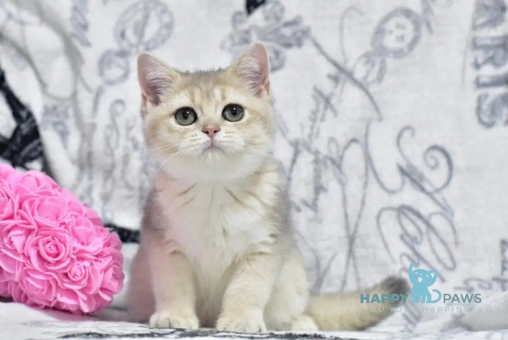 Xanti British Shorthair female blue golden shaded live animals