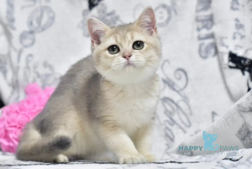 Xanti British Shorthair female blue golden shaded live animals