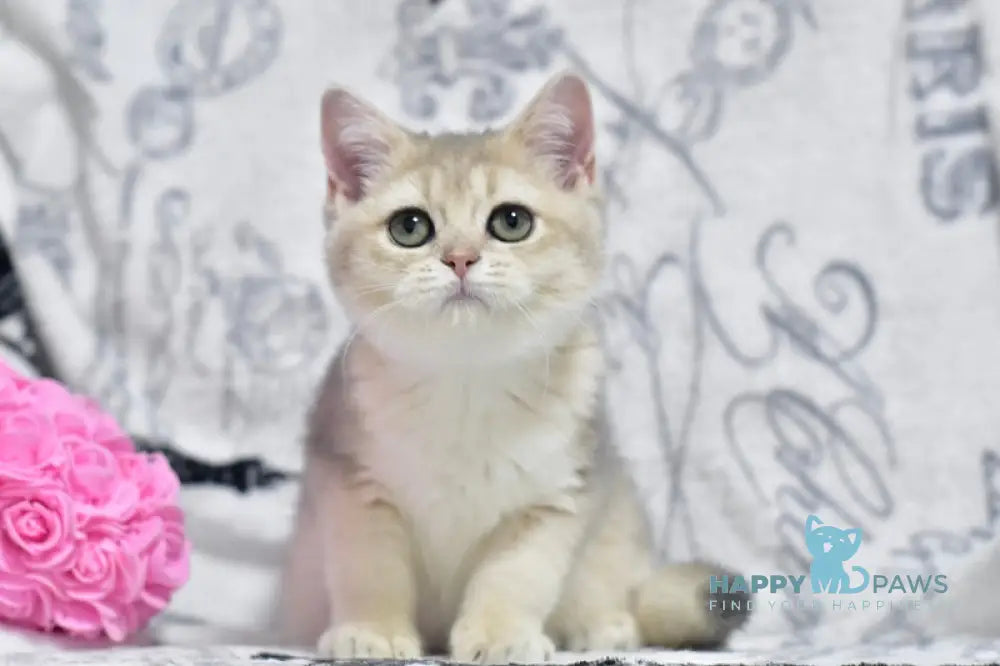 Xanti British Shorthair female blue golden shaded live animals