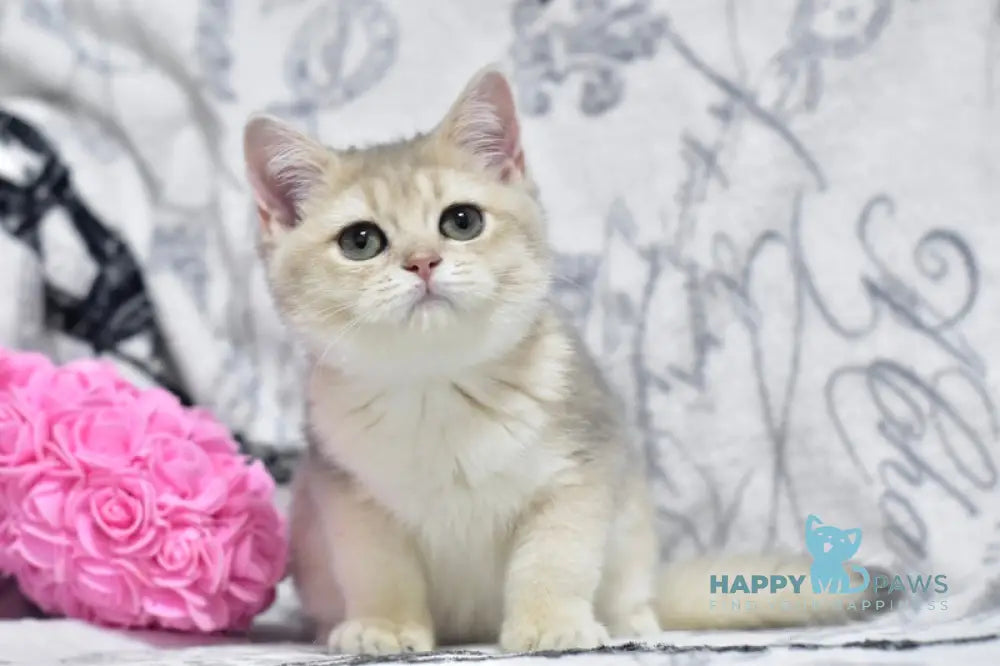 Xanti British Shorthair female blue golden shaded live animals