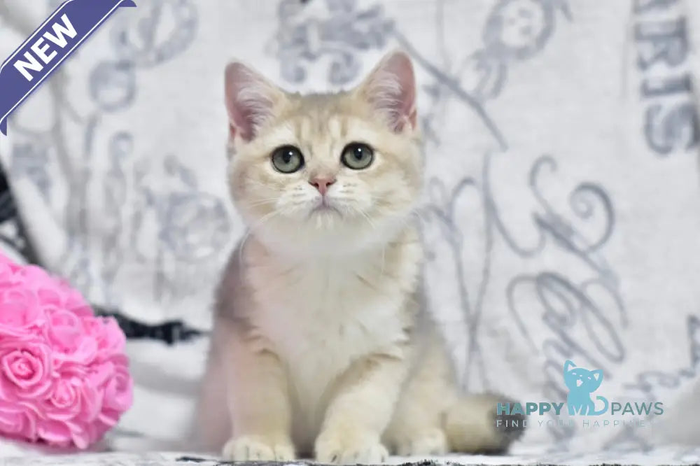 Xanti British Shorthair female blue golden shaded live animals