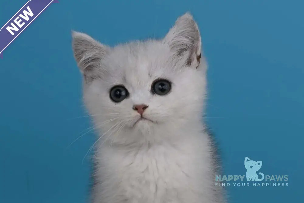 Xanti British Shorthair male black silver shaded live animals
