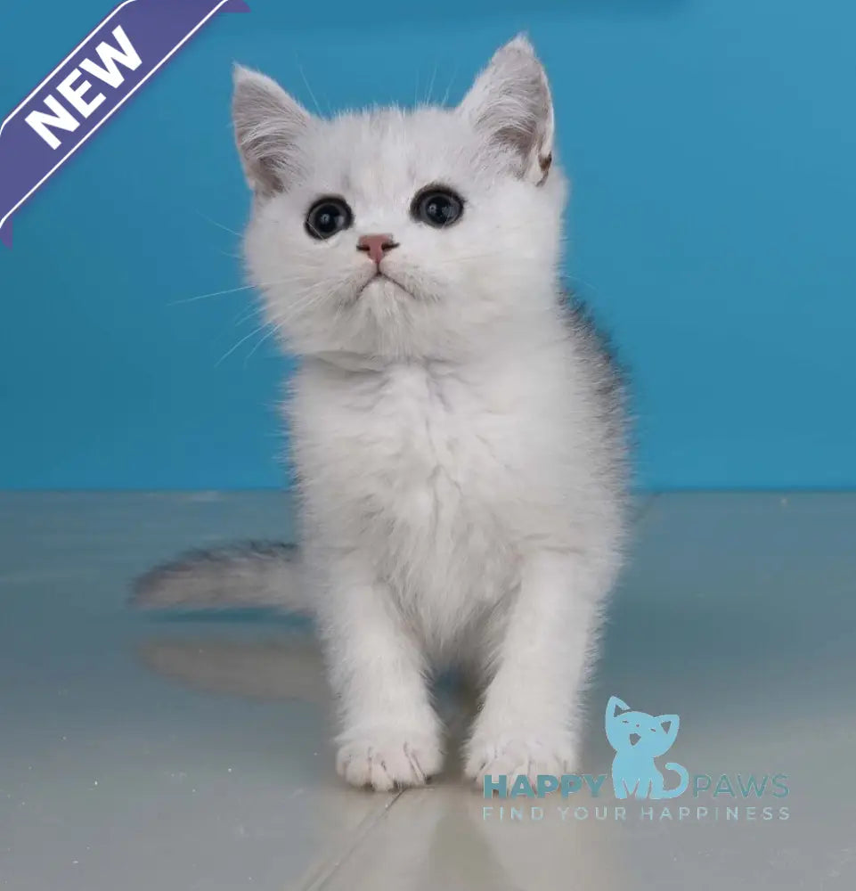 Xanti British Shorthair male black silver shaded live animals
