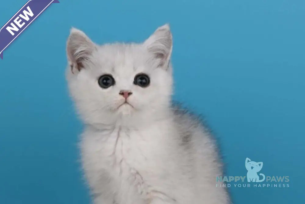 Xanti British Shorthair male black silver shaded live animals