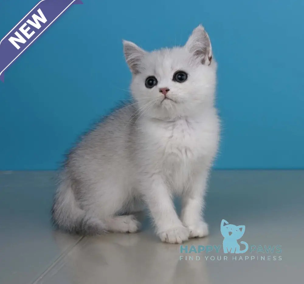 Xanti British Shorthair male black silver shaded live animals