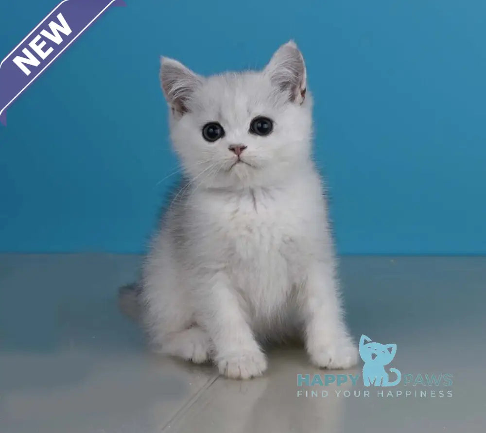 Xanti British Shorthair male black silver shaded live animals