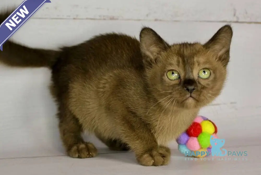 Xanti Burmese female sable live animals