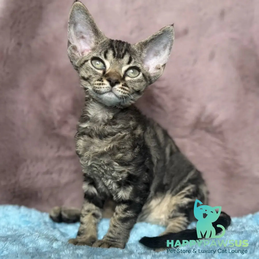Xanti Devon Rex female black tabby - live animals