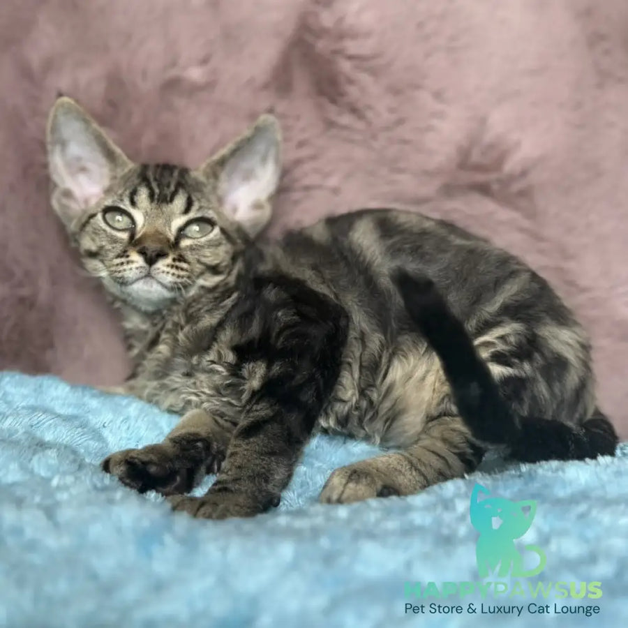 Xanti Devon Rex female black tabby - live animals