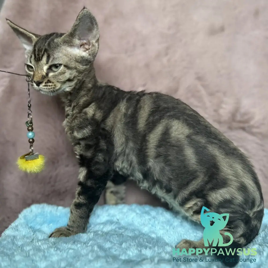 Xanti Devon Rex female black tabby - live animals