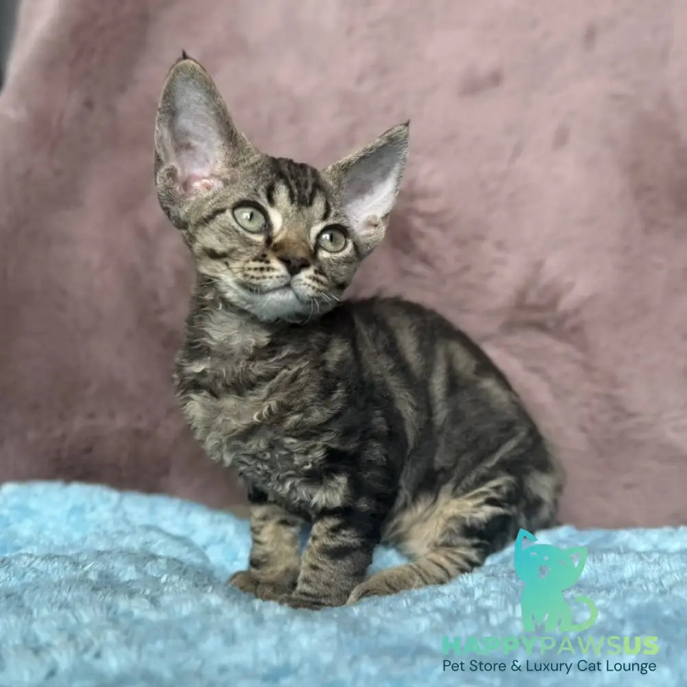 Xanti Devon Rex female black tabby - live animals