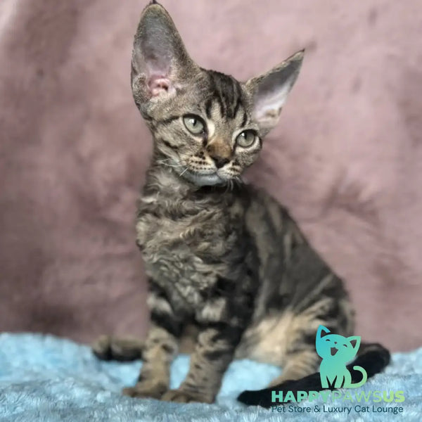 Xanti Devon Rex female black tabby - live animals