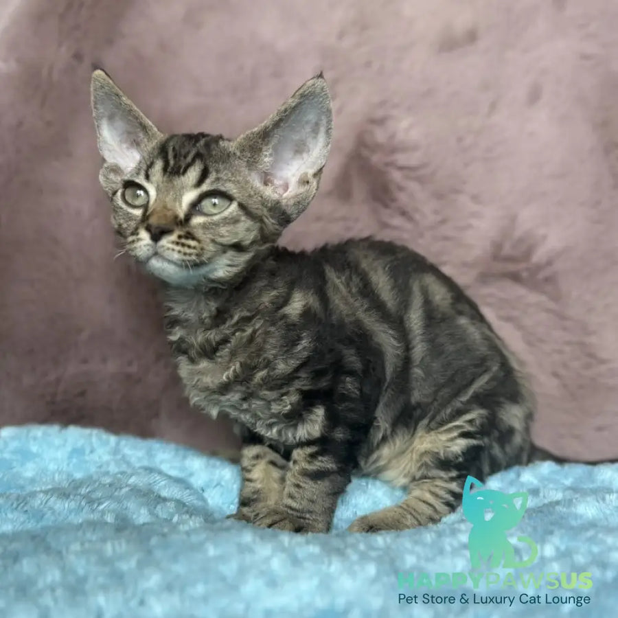Xanti Devon Rex female black tabby - live animals