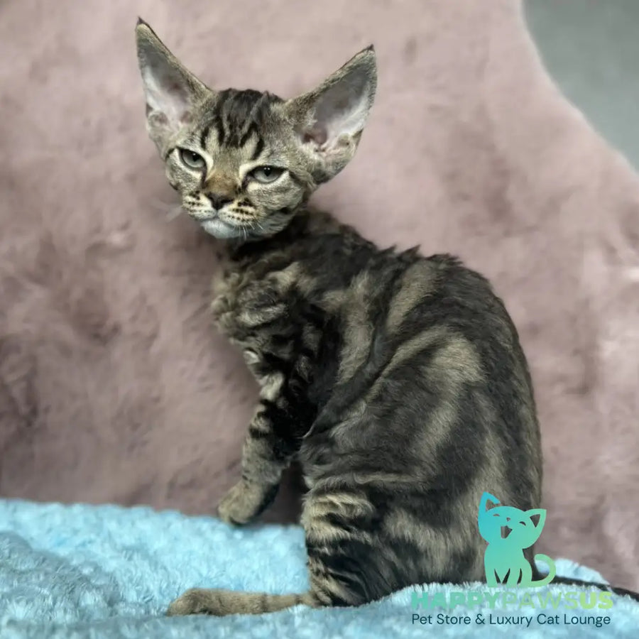 Xanti Devon Rex female black tabby - live animals