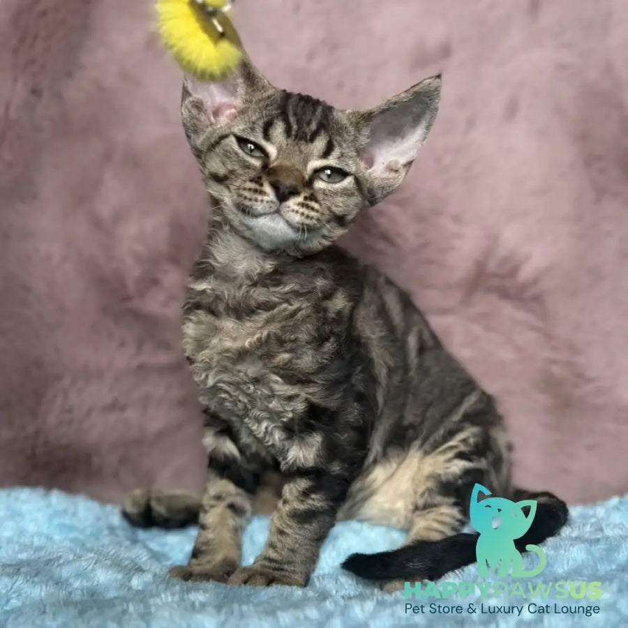 Xanti Devon Rex female black tabby - live animals