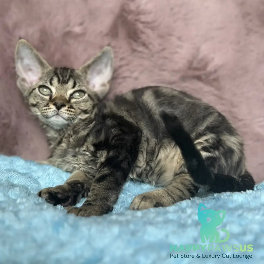 Xanti Devon Rex female black tabby - live animals