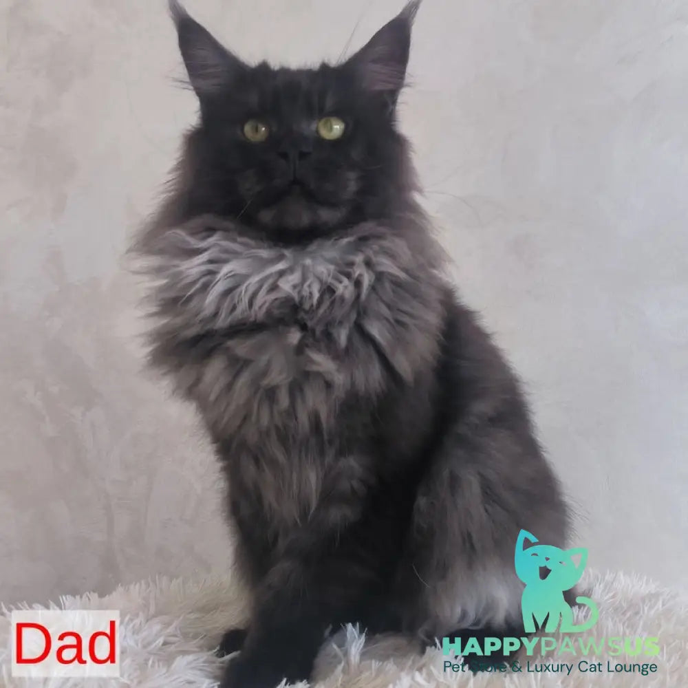 Xanti Maine Coon male black silver - live animals
