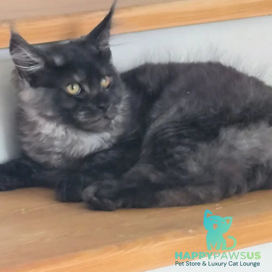 Xanti Maine Coon male black silver - live animals