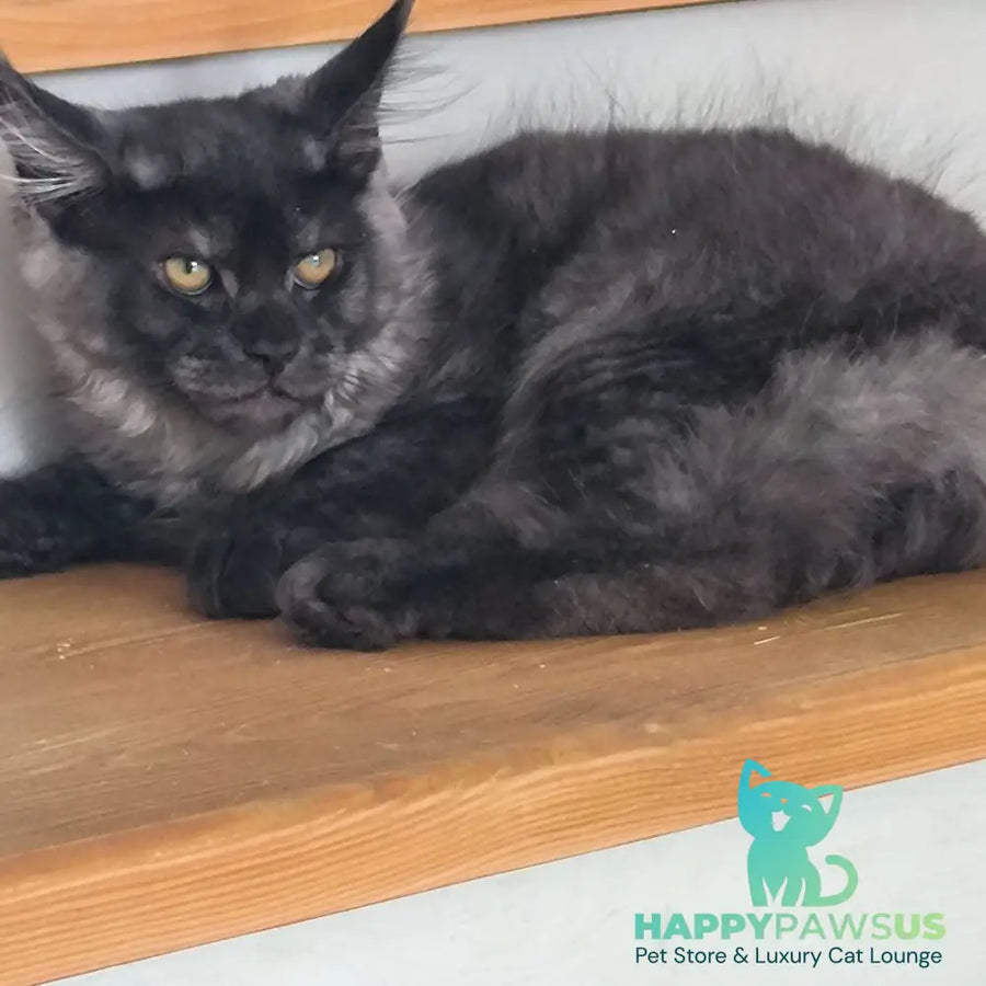 Xanti Maine Coon male black silver - live animals