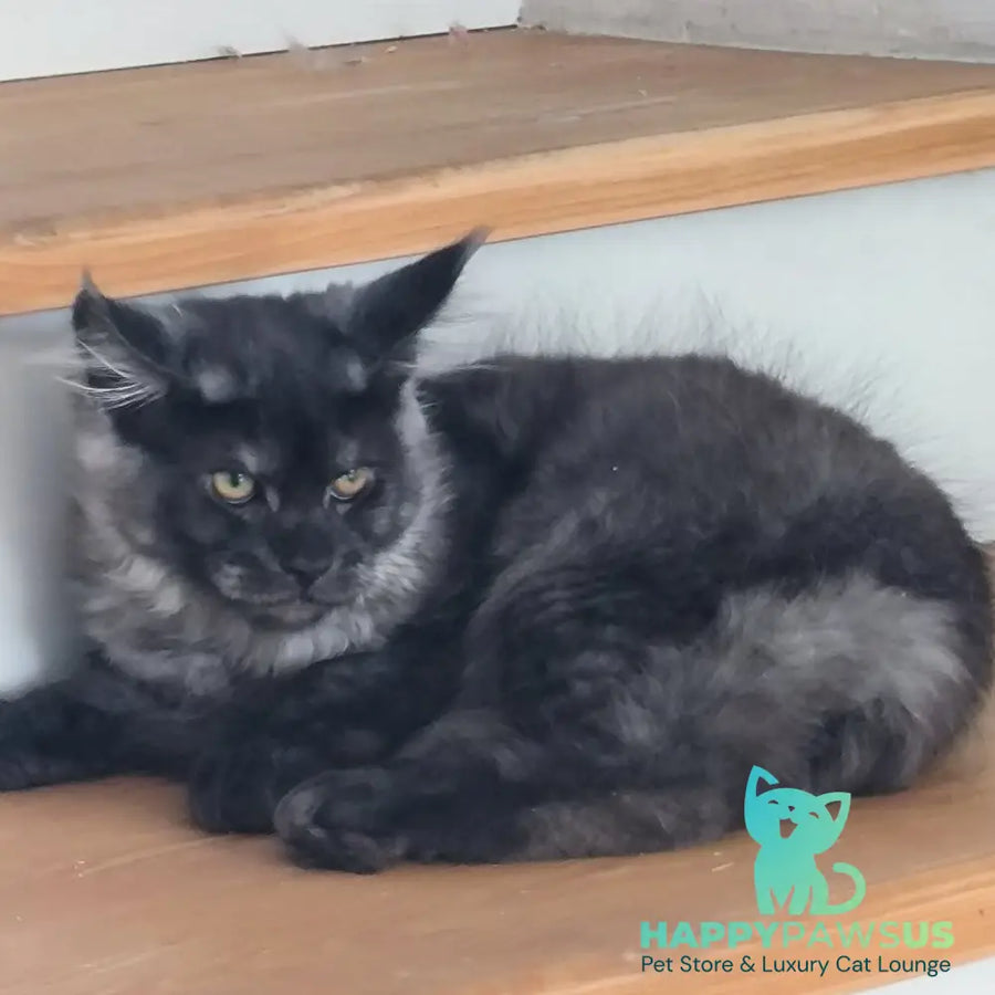 Xanti Maine Coon male black silver - live animals