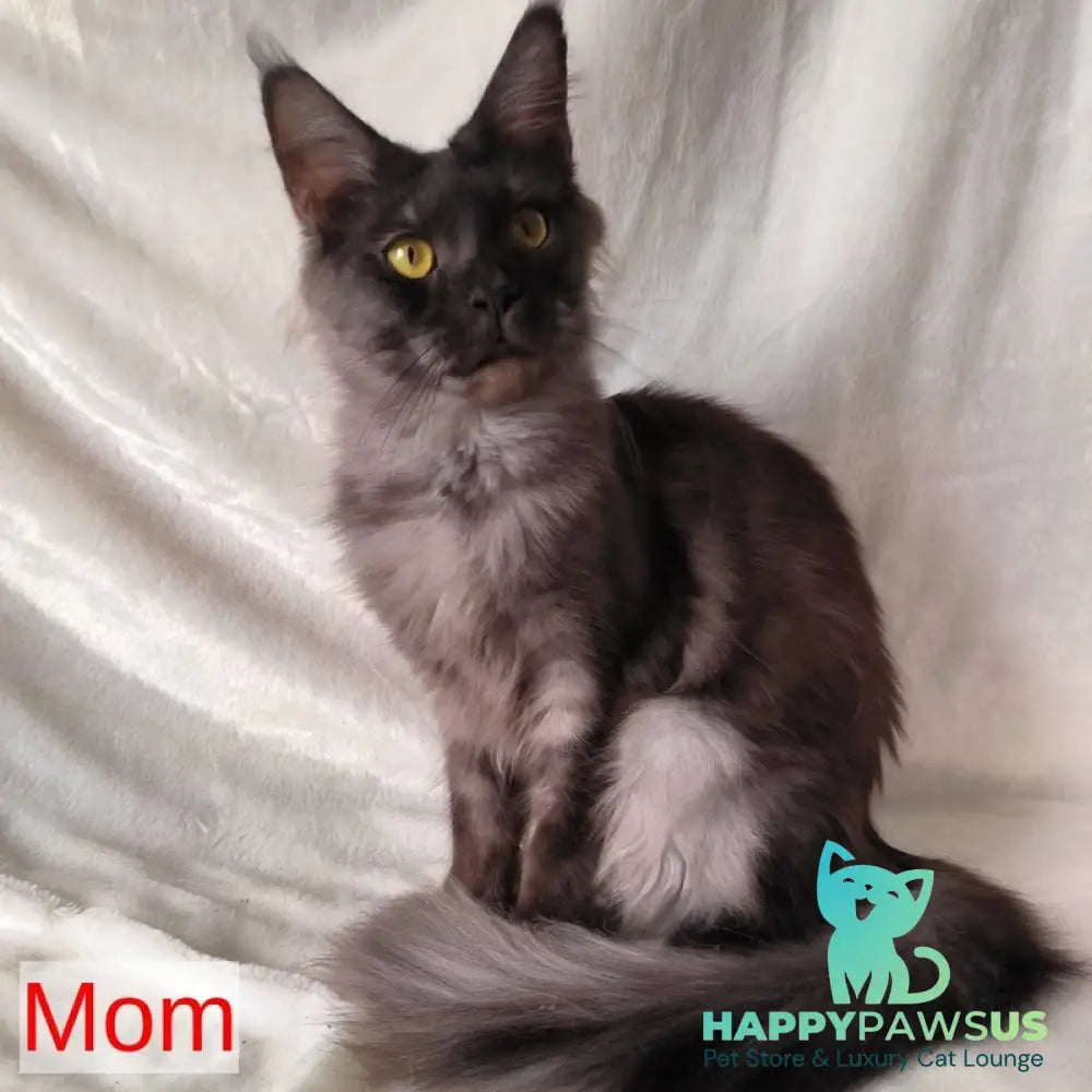 Xanti Maine Coon male black silver - live animals