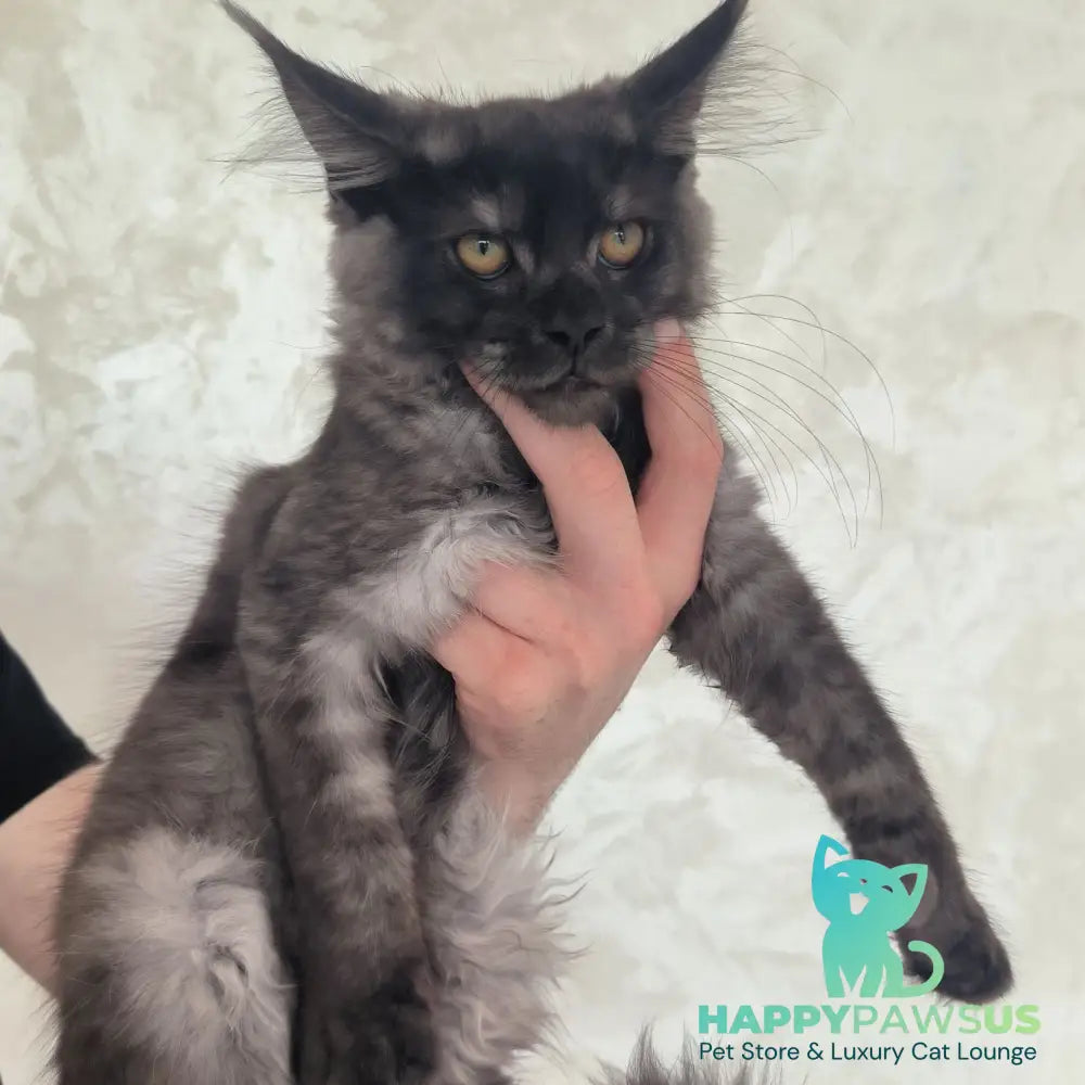 Xanti Maine Coon male black silver - live animals