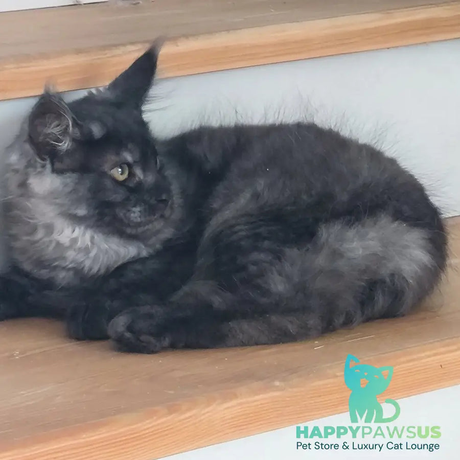 Xanti Maine Coon male black silver - live animals