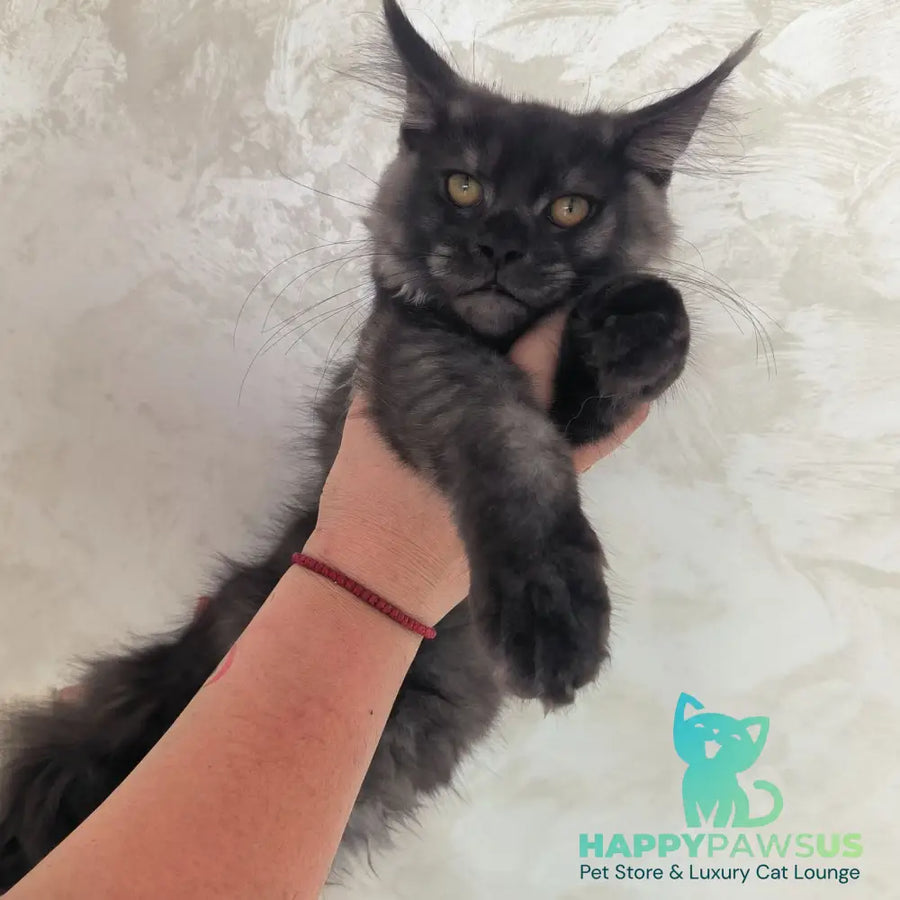 Xanti Maine Coon male black silver - live animals