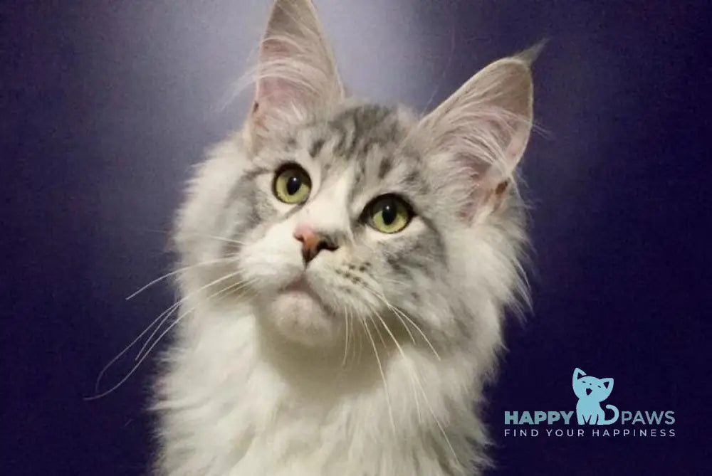 Xanti Maine Coon male black silver tabby bicolour live animals