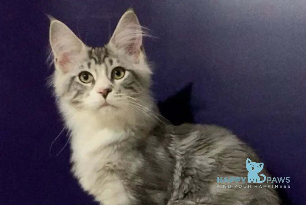 Xanti Maine Coon male black silver tabby bicolour live animals