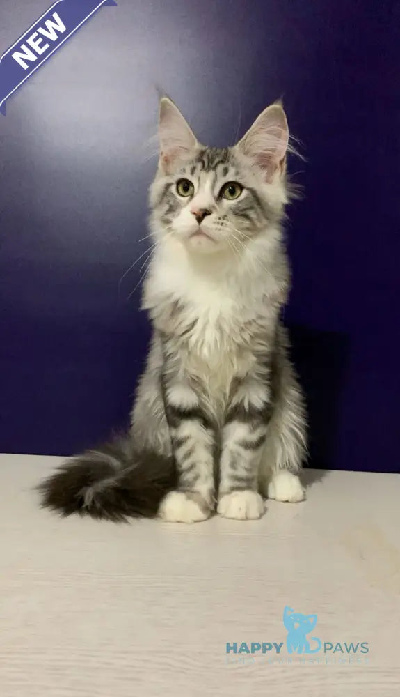 Xanti Maine Coon male black silver tabby bicolour live animals