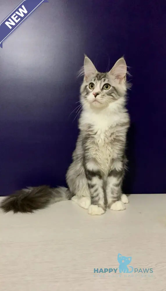 Xanti Maine Coon male black silver tabby bicolour live animals