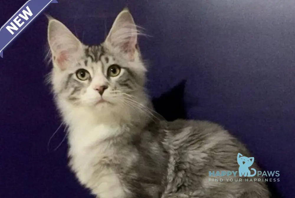 Xanti Maine Coon male black silver tabby bicolour live animals