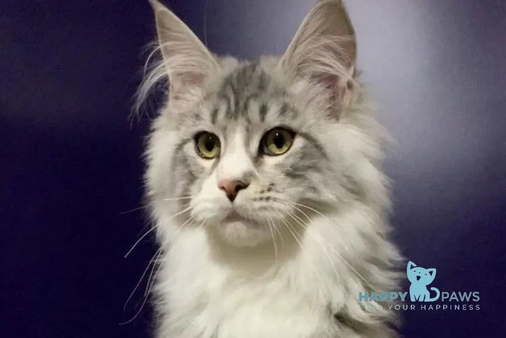 Xanti Maine Coon male black silver tabby bicolour live animals