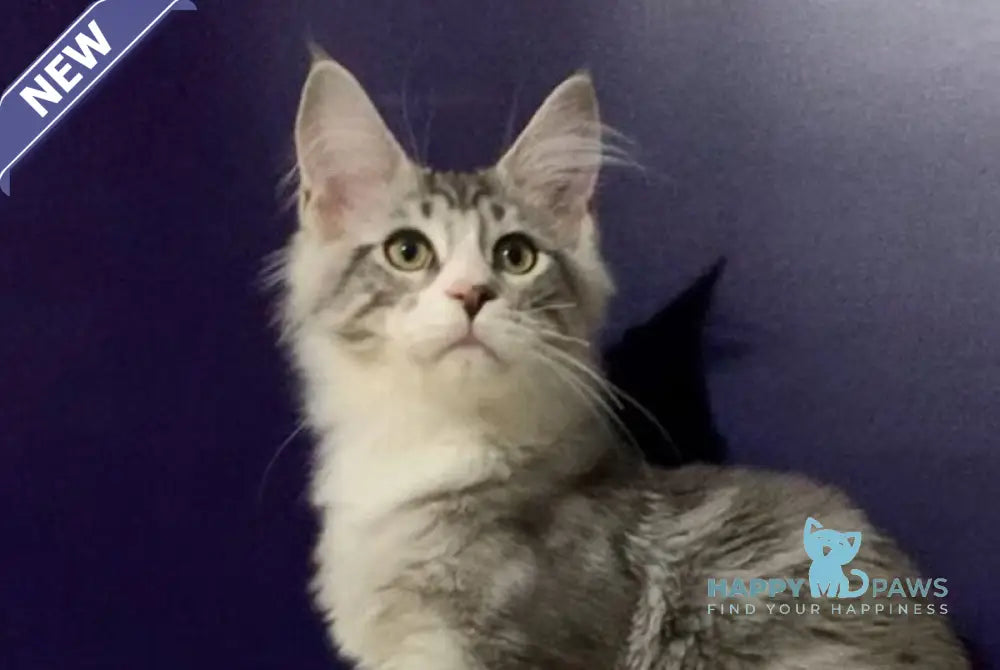 Xanti Maine Coon male black silver tabby bicolour live animals