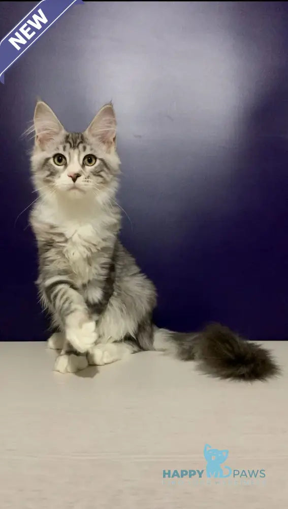 Xanti Maine Coon male black silver tabby bicolour live animals