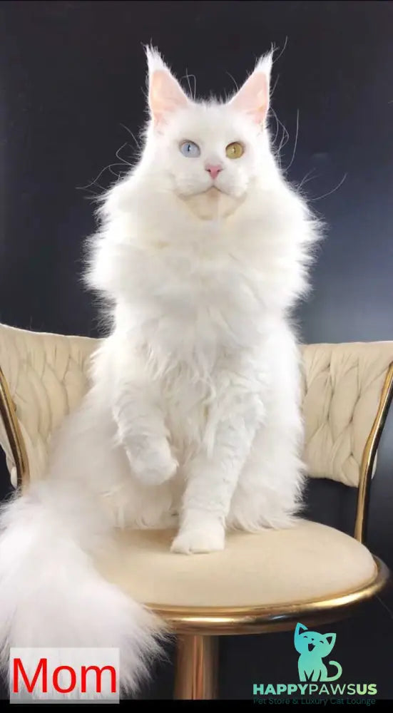Xanti Maine Coon male white - live animals