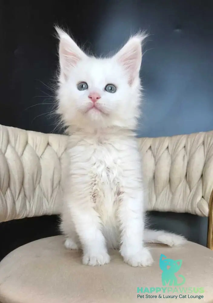 Xanti Maine Coon male white - live animals