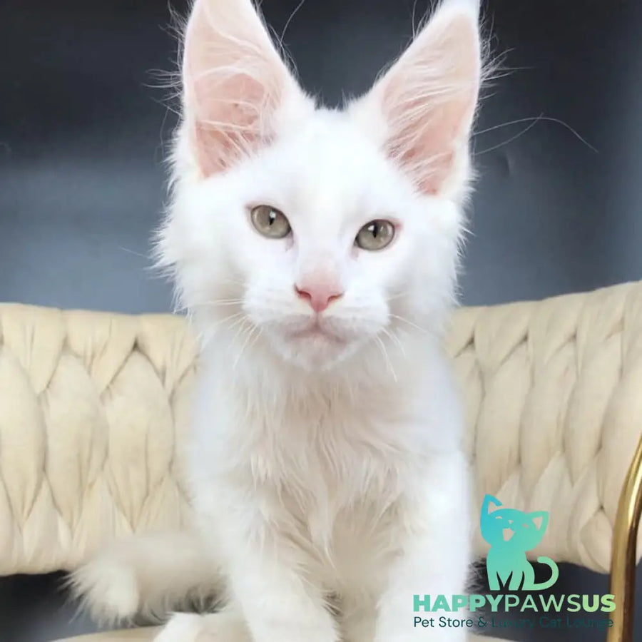 Xanti Maine Coon male white - live animals