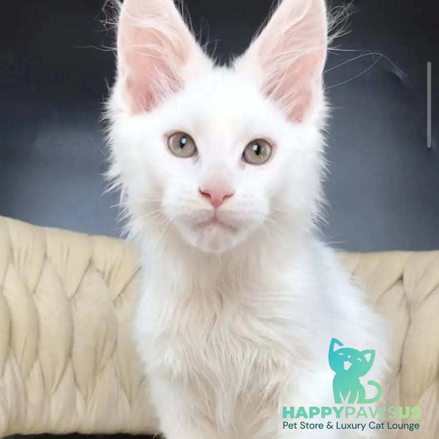 Xanti Maine Coon male white - live animals