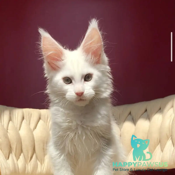 Xanti Maine Coon male white - live animals