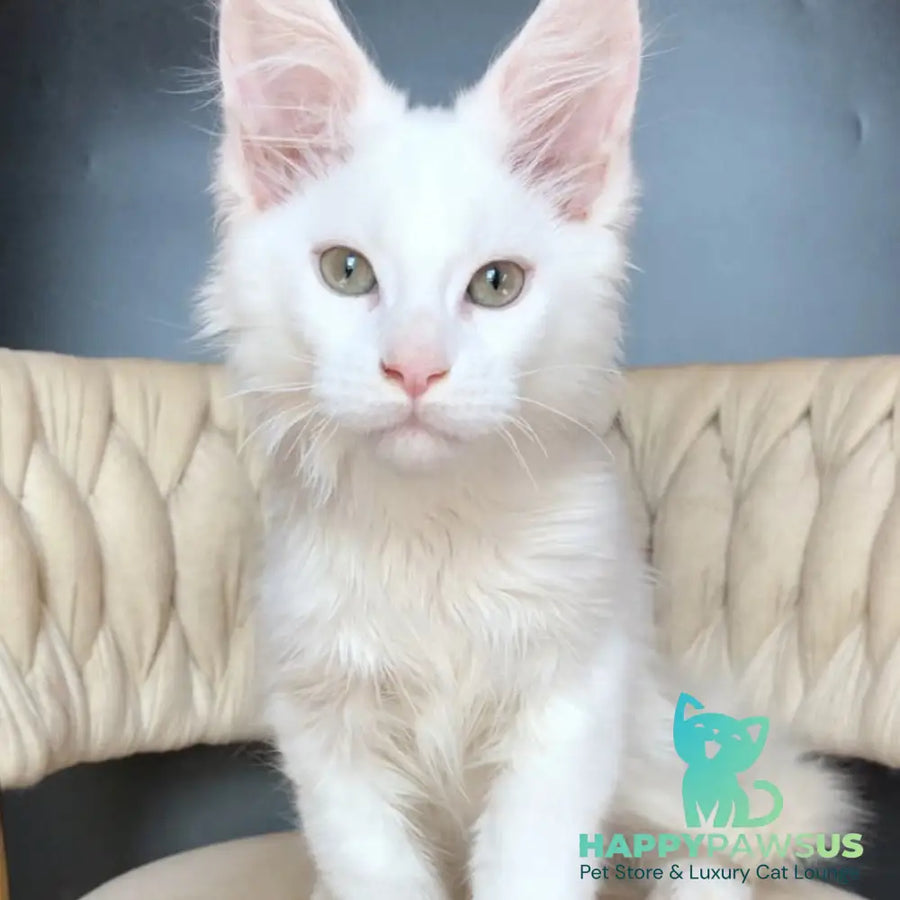 Xanti Maine Coon male white - live animals