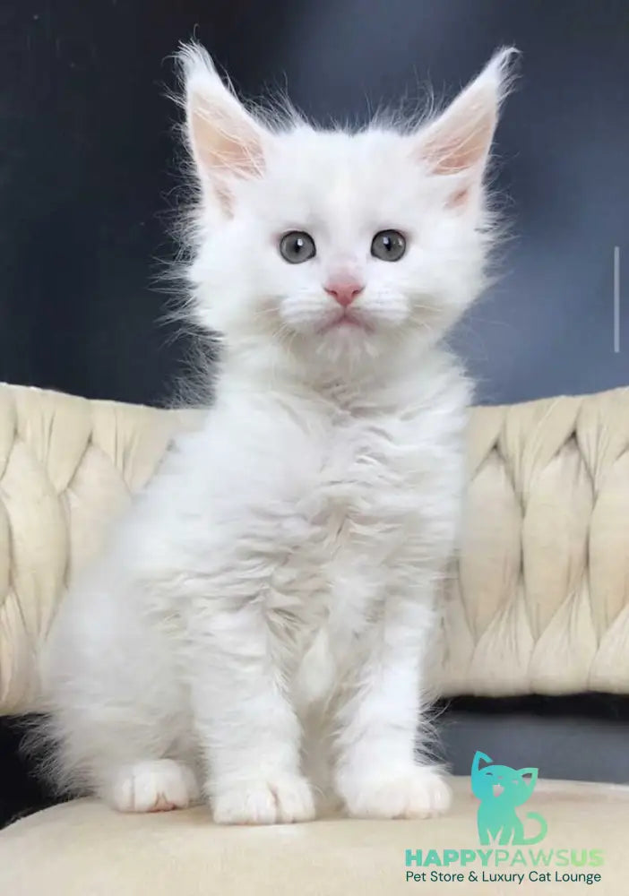 Xanti Maine Coon male white - live animals