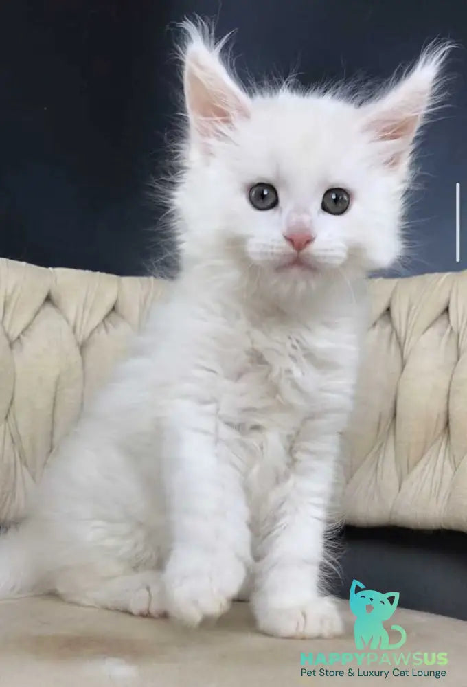 Xanti Maine Coon male white - live animals