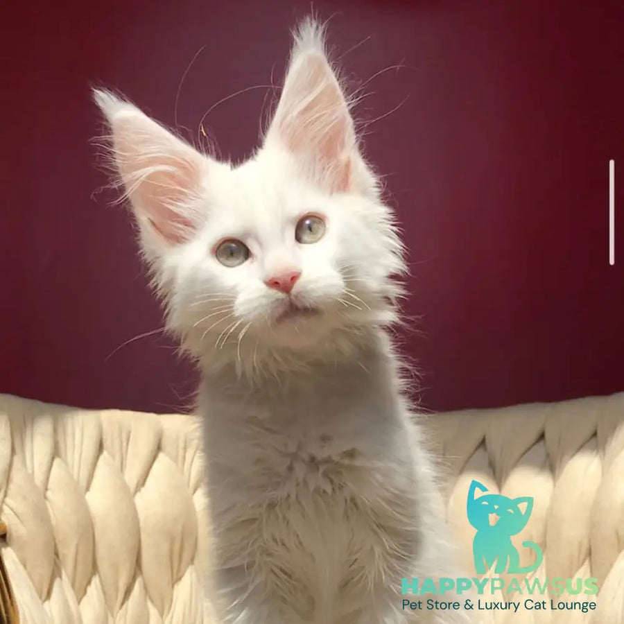 Xanti Maine Coon male white - live animals