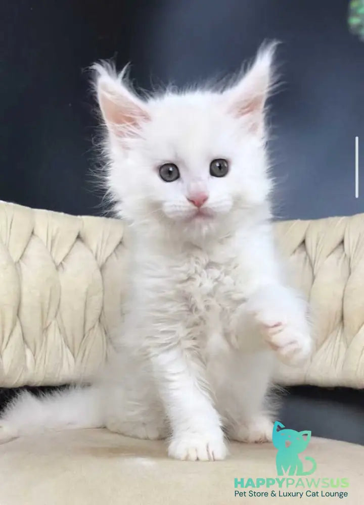 Xanti Maine Coon male white - live animals