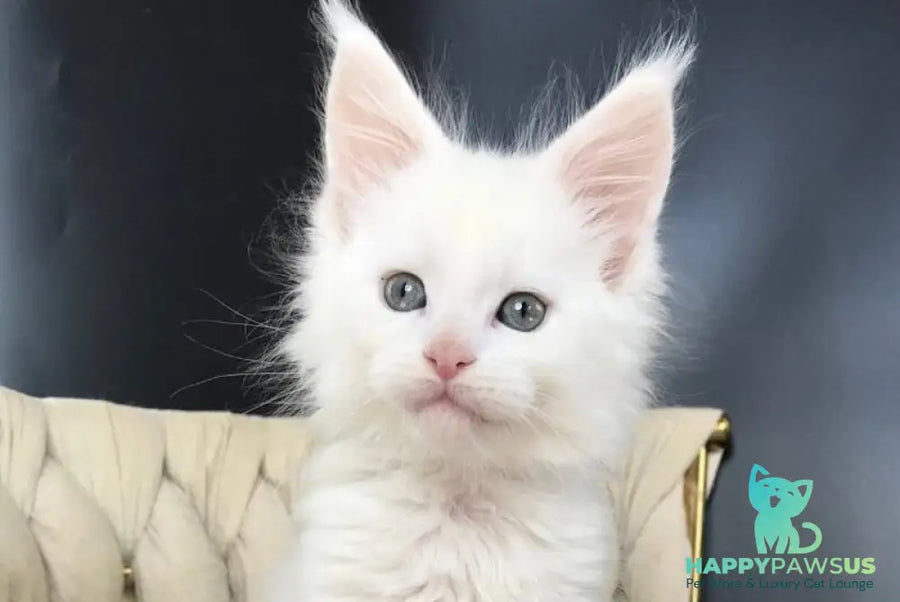 Xanti Maine Coon male white - live animals