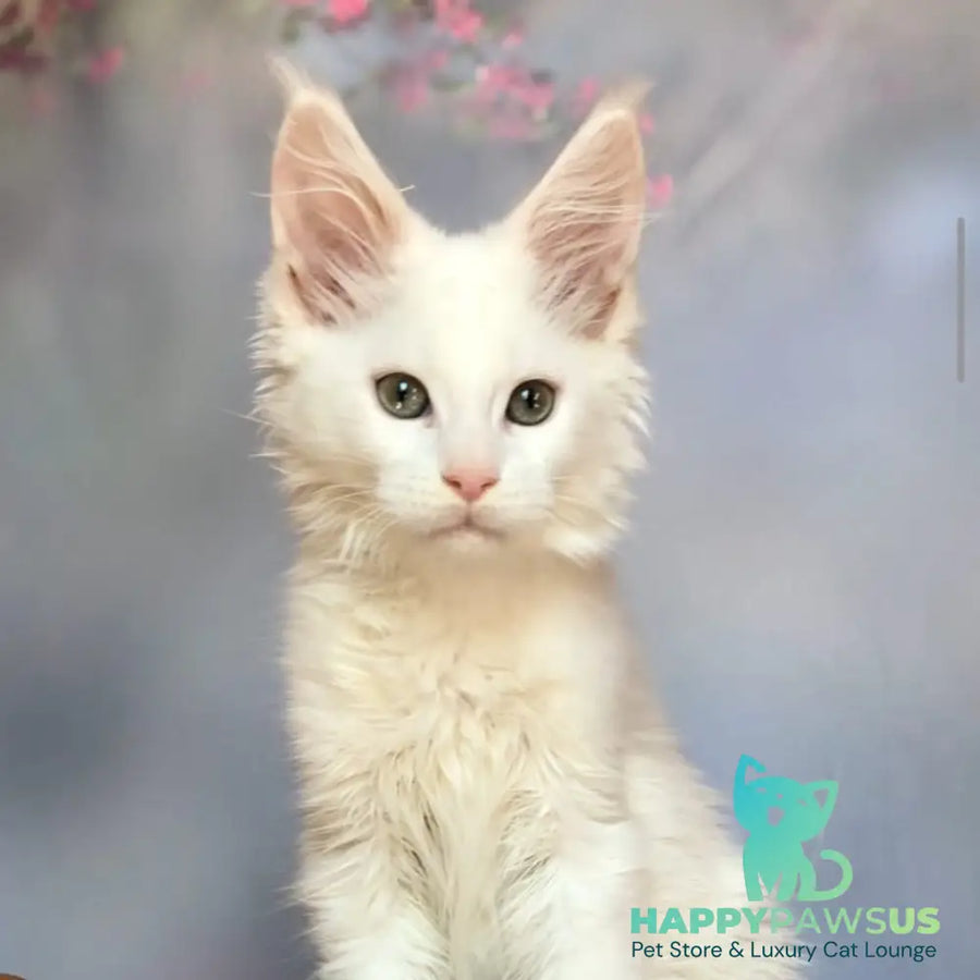 Xanti Maine Coon male white - live animals