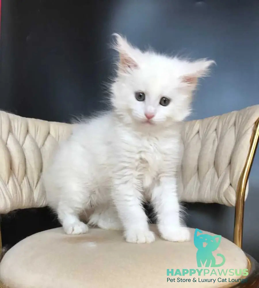 Xanti Maine Coon male white - live animals